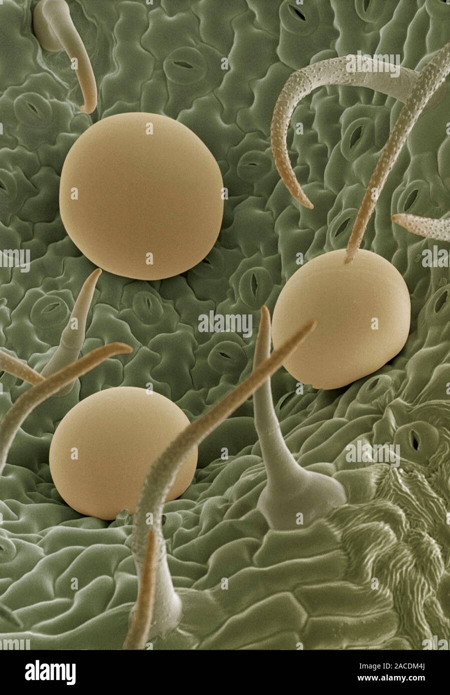Sage leaf oil glands. Coloured scanning electron micrograph (SEM) of