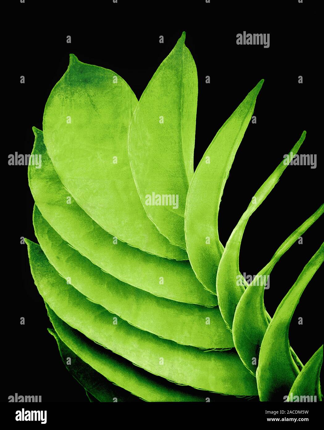 Sensitive jointvetch leaflets. Coloured scanning electron micrograph