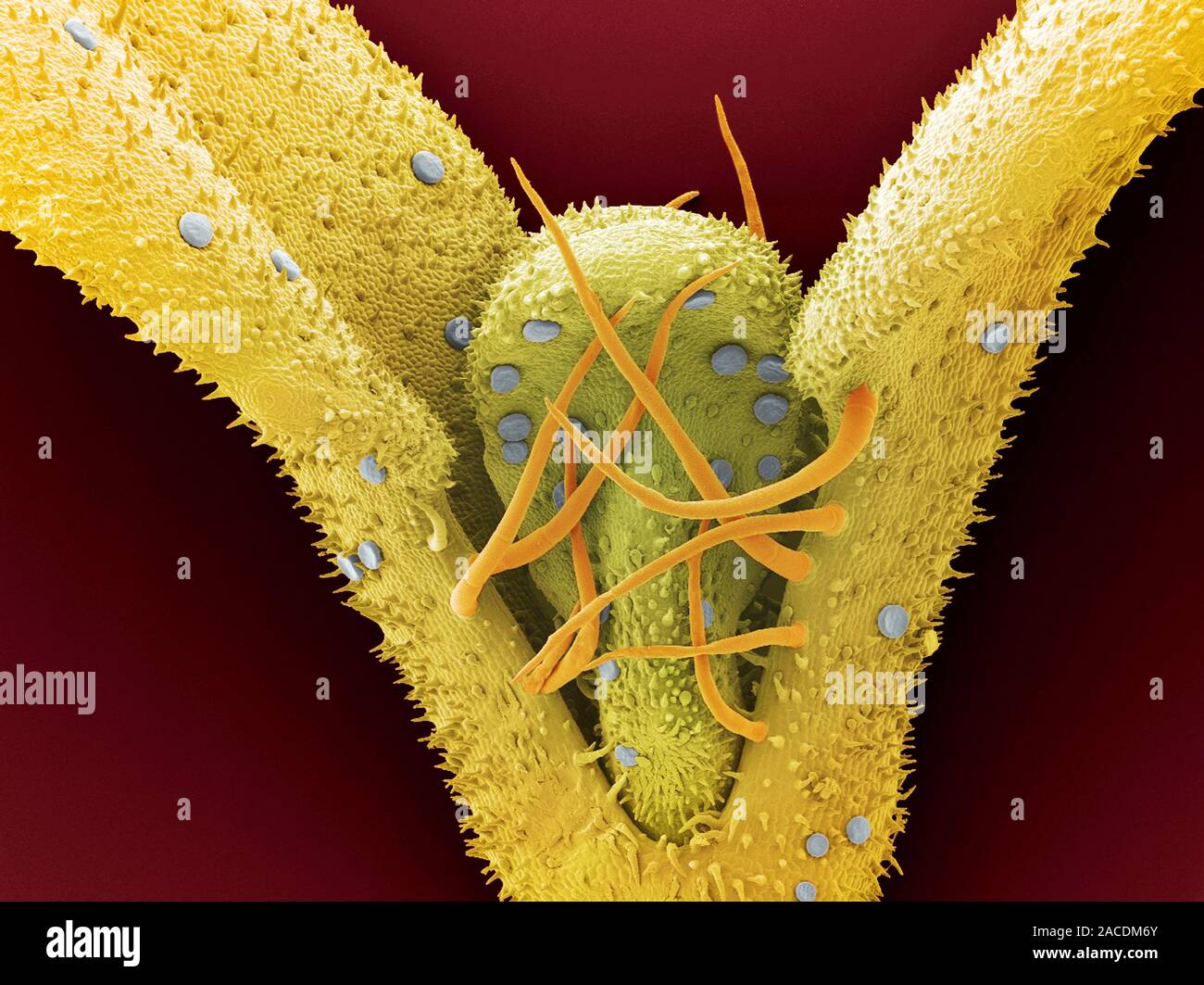 Leaf oil glands. Coloured scanning electron micrograph (SEM) of leaves