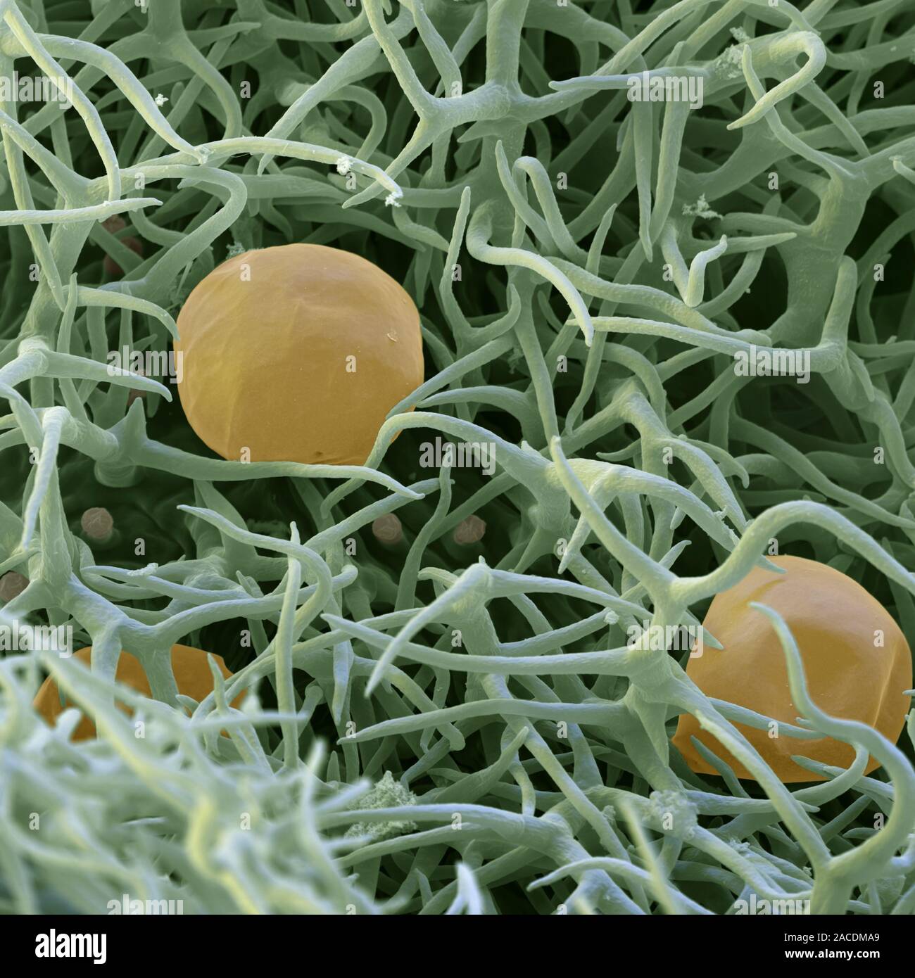 Rosemary oil glands. Coloured scanning electron micrograph (SEM) of oil