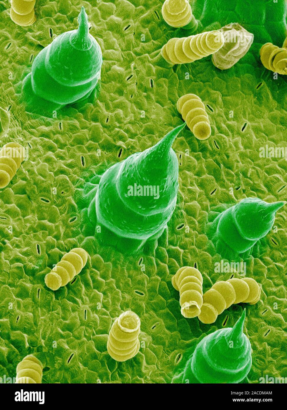 Sunflower leaf. Coloured scanning electron micrograph (SEM) of the ...