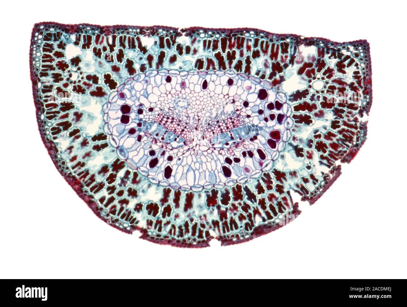 Section through a pine needle. Light micrograph (LM) of a section through  the needle (leaf) of a pine tree, Pinus sp. . The centre of the needle is  oc Stock Photo - Alamy