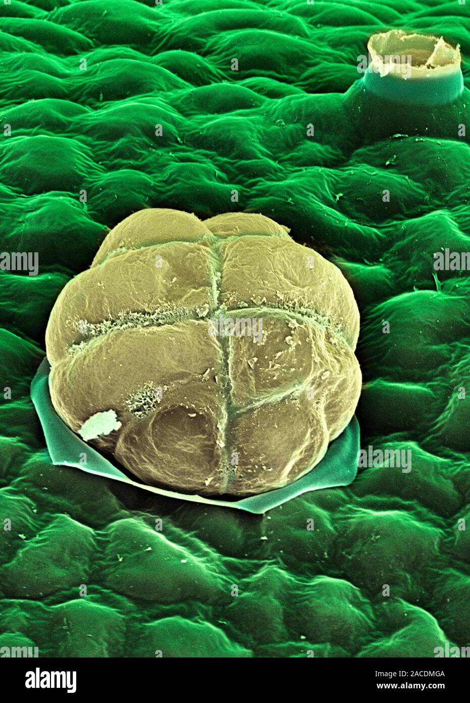 Rosemary (Rosmarinus officinalis). Coloured scanning electron micrograph  (SEM) of the leaf surface of a rosemary plant, showing an oil-producing  gland Stock Photo - Alamy