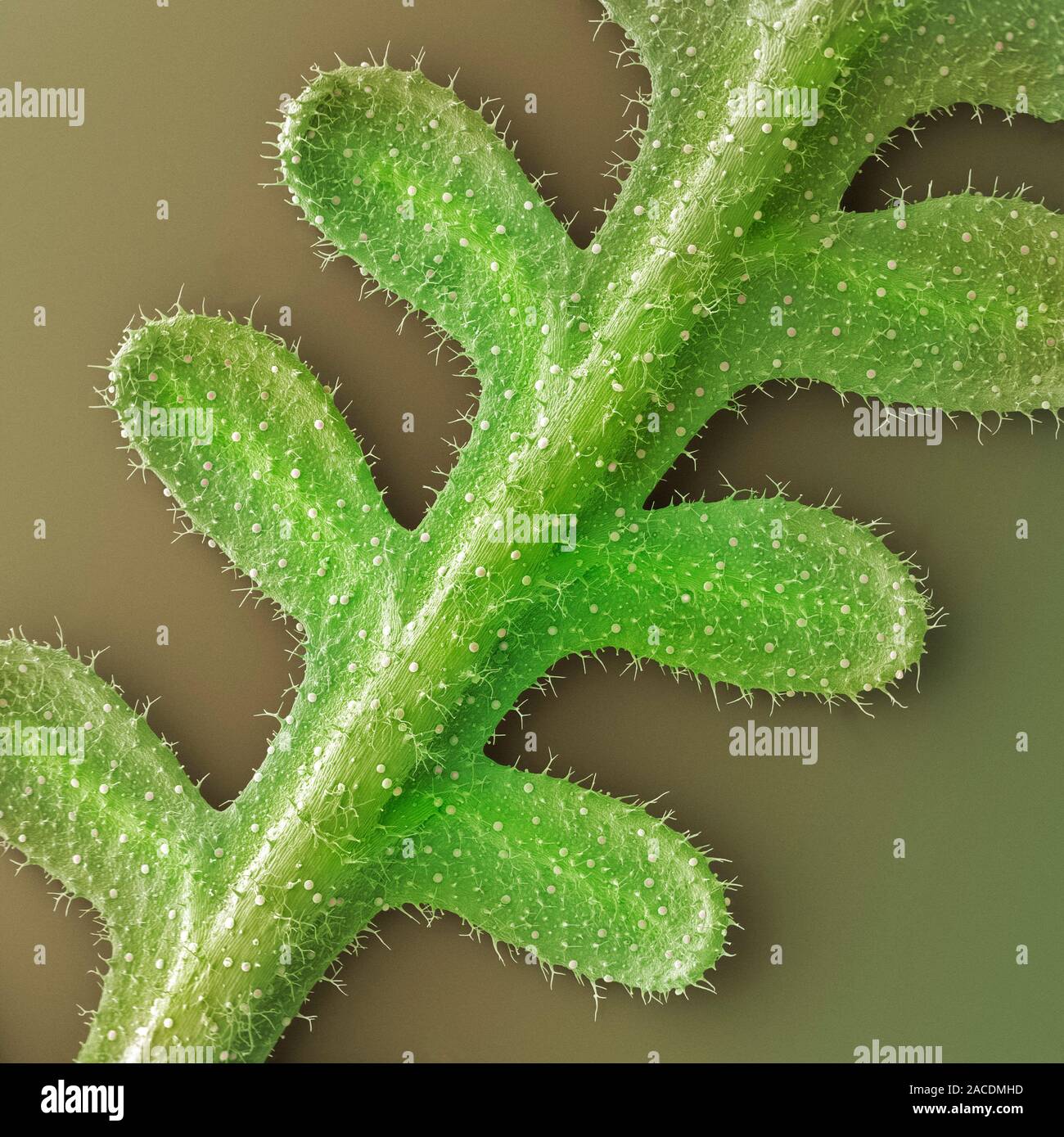 French lavender (Lavandula dentata) leaf. Coloured scanning electron