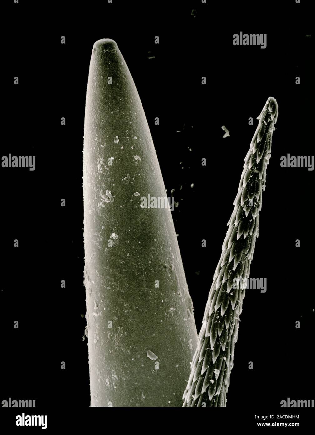 Scanning electron micrograph of the spine of Opuntia aurantiaca, a ...