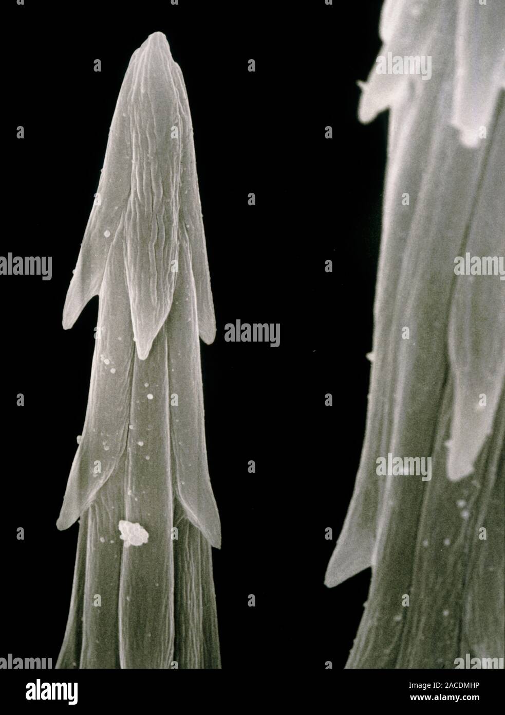 Scanning electron micrograph of a bristles (glochids) of the cactus ...