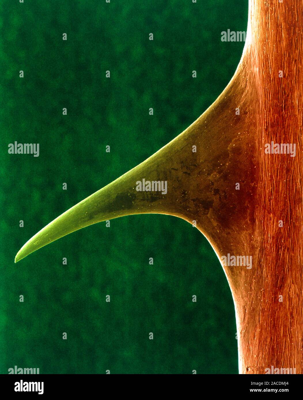 Rose thorn. Coloured scanning electron micrograph (SEM) of a thorn on