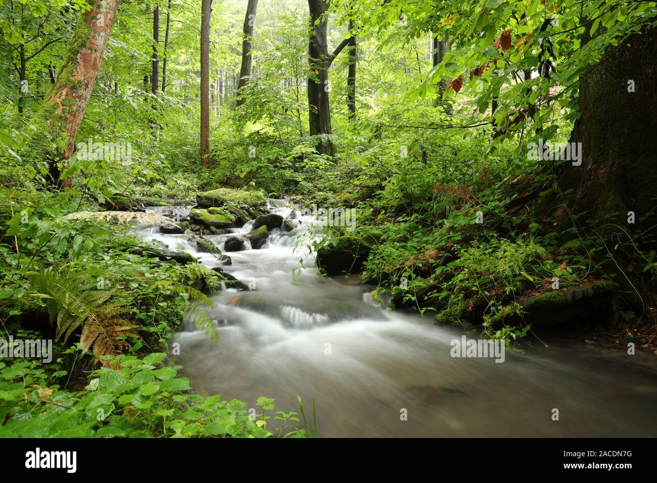 Water cascade flowing from lush hi-res stock photography and images - Alamy