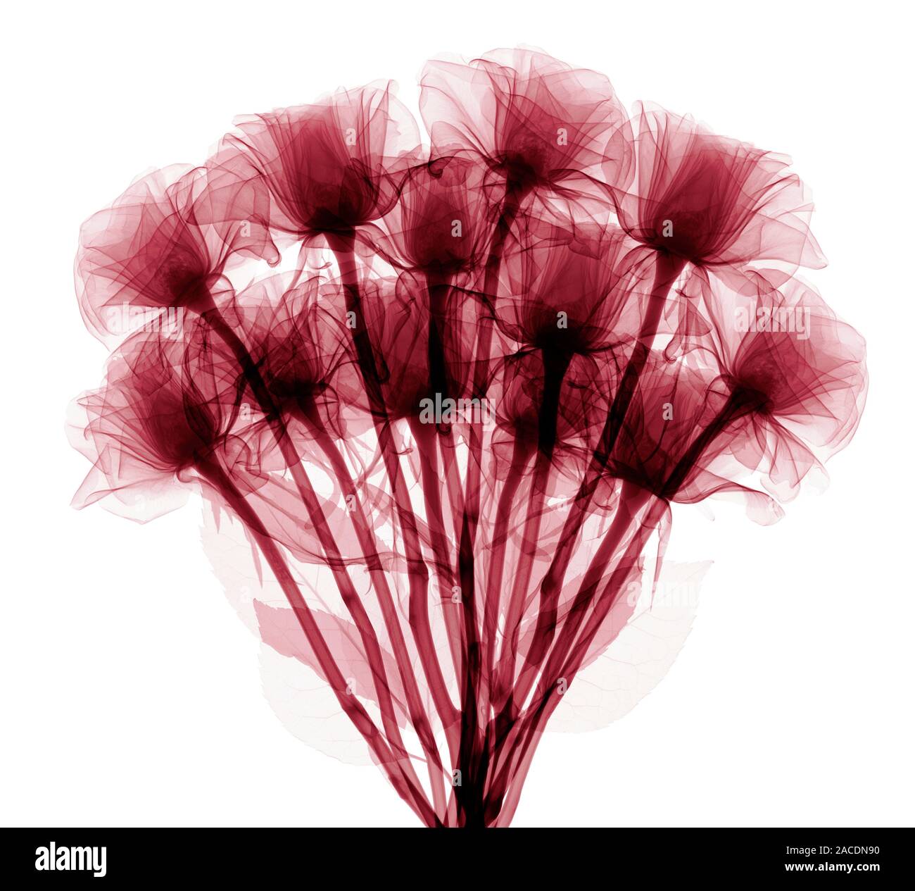 Roses. Coloured Xray of a bunch of roses Stock Photo Alamy