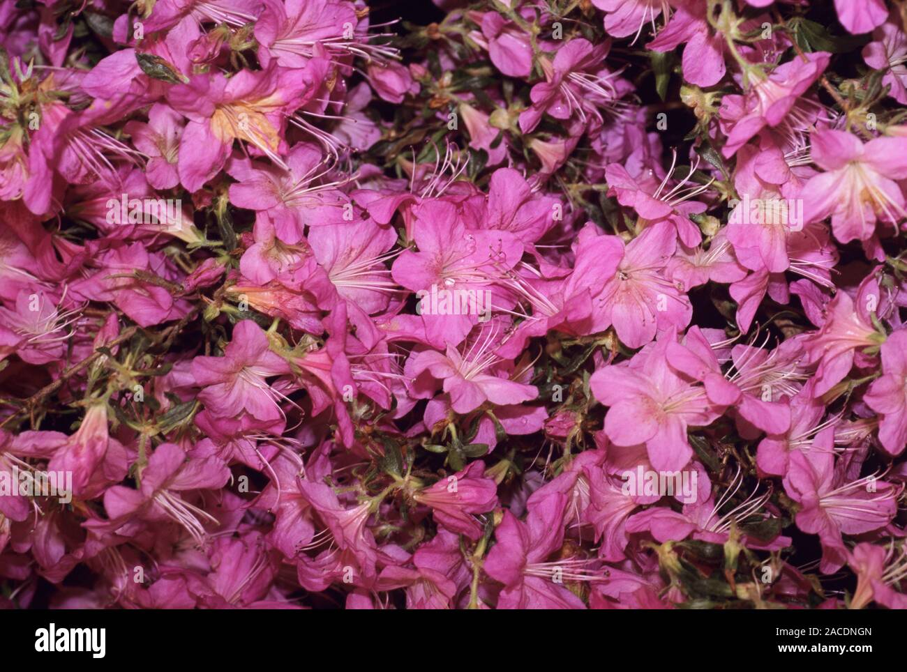 Azalea flowers (Rhododendron 'Malvatica'). This plant, native to Japan ...