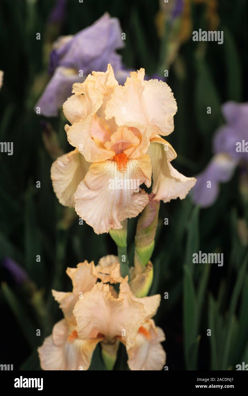 Iris 'Chorus girl' flower. This perennial plant flowers from May to