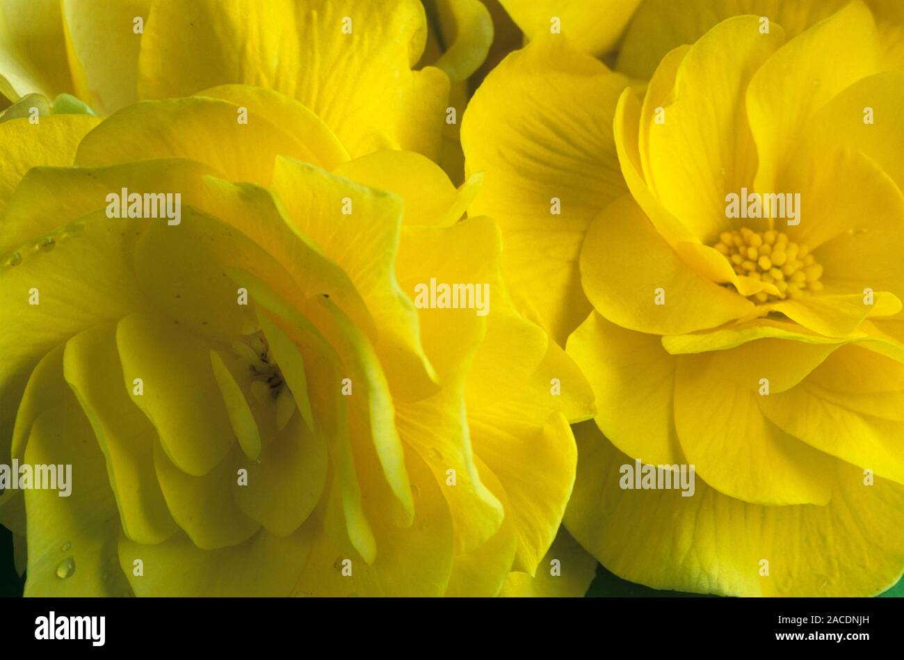 Tuberous begonia (Begonia sp.) flowers. Tuberous begonias are generally