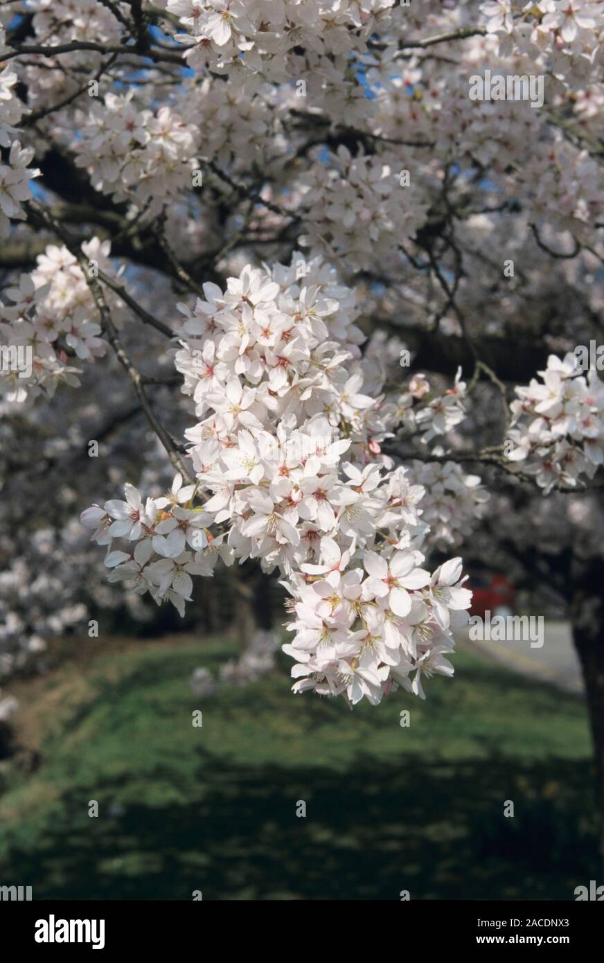Yoshino cherry (Prunus x yedoensis) flowers Stock Photo - Alamy