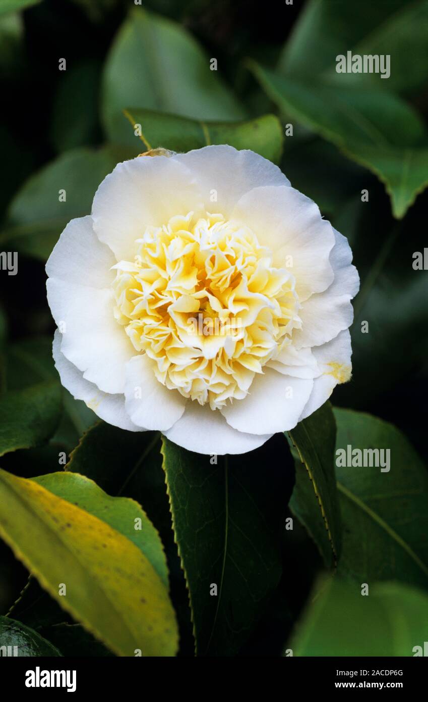 Camellia (Camellia japonica 'Brushfield's Yellow') flower. Camellias