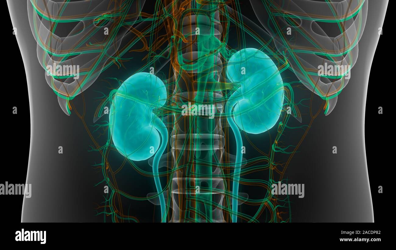 Human Urinary System Anatomy Stock Photo Biology Diagrams