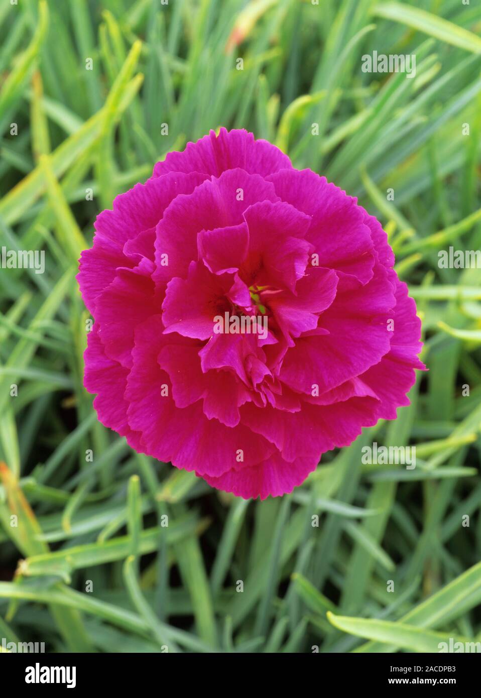 Carnation flower, Dianthus 'Devon Wizard' Stock Photo - Alamy