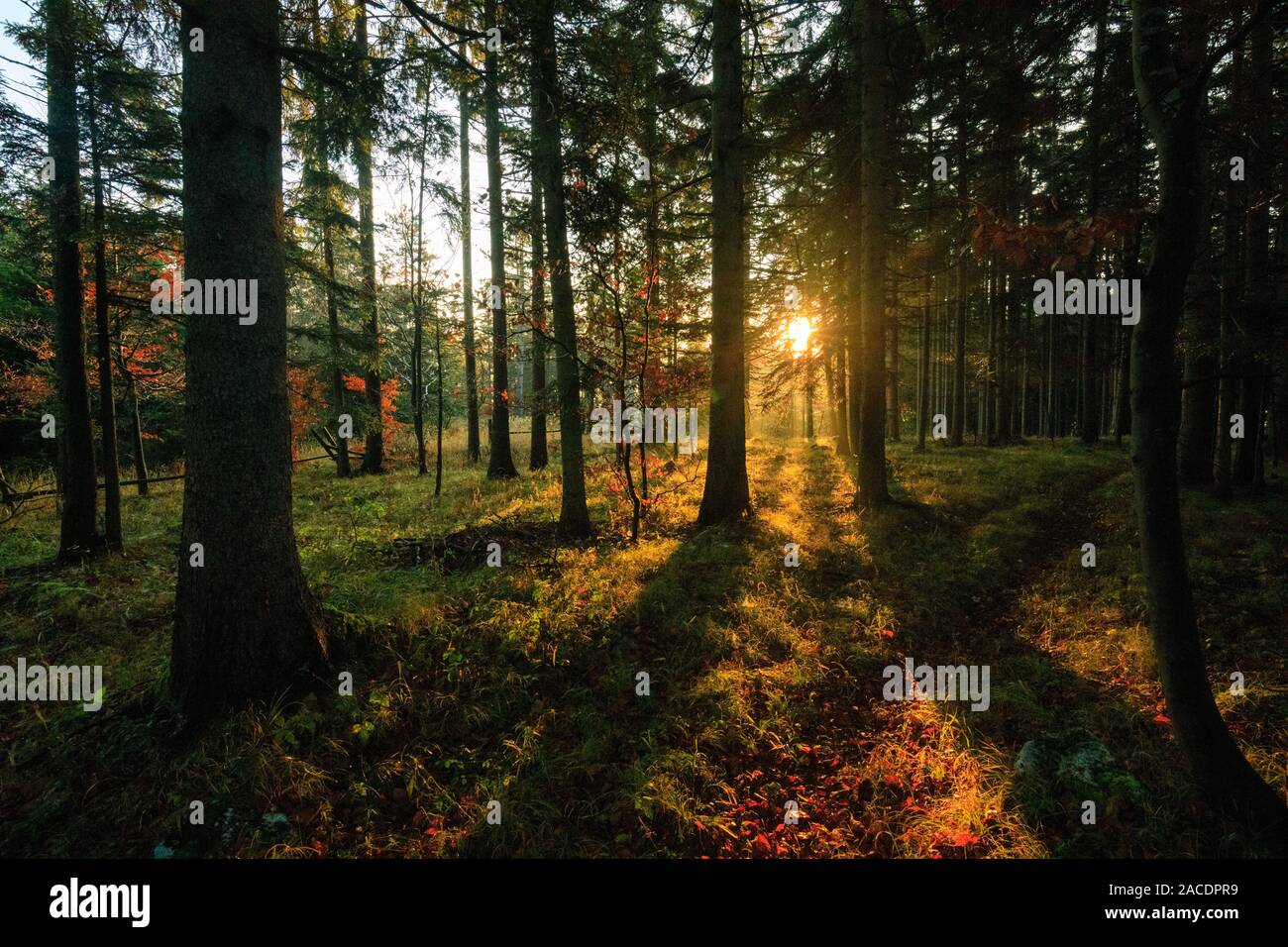 Morning sun beams in the autumn forest Stock Photo - Alamy