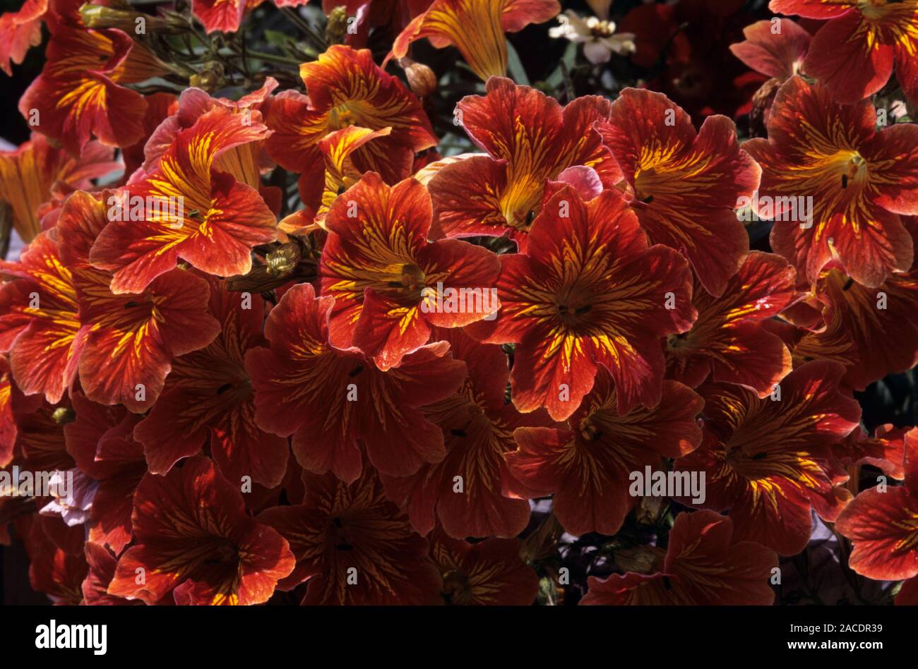 Painted tongue flowers (Salpiglossis sinuata 'Royal Formula Mix