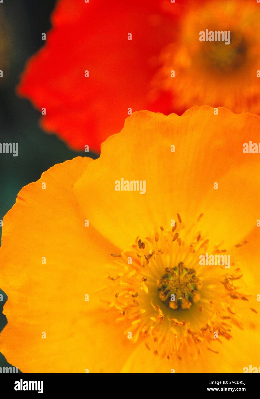 Iceland poppies (Papaver nudicaule). The central reproductive parts of