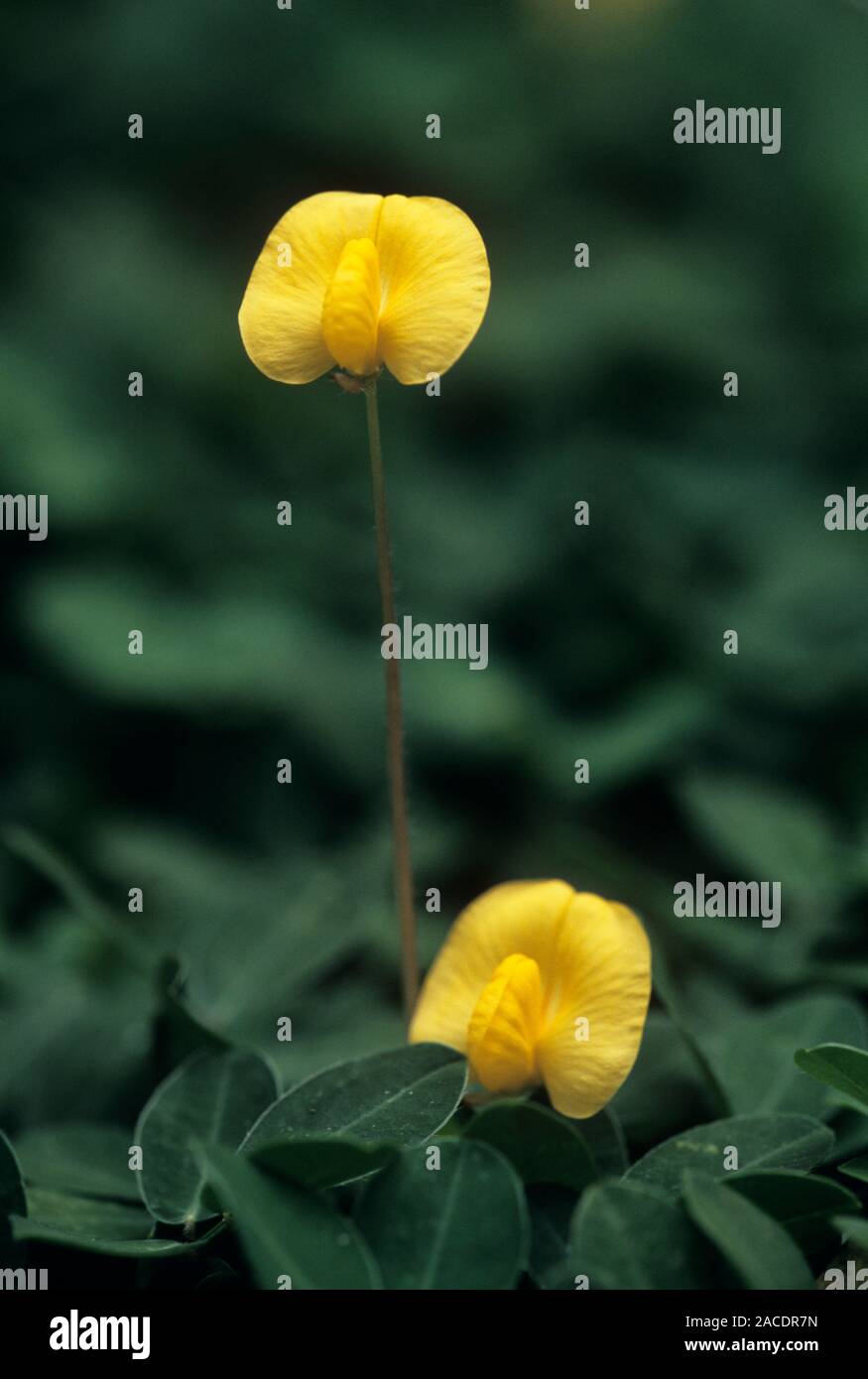 Peanut, or groundnut, flowers (Arachis hypogaea Stock Photo - Alamy