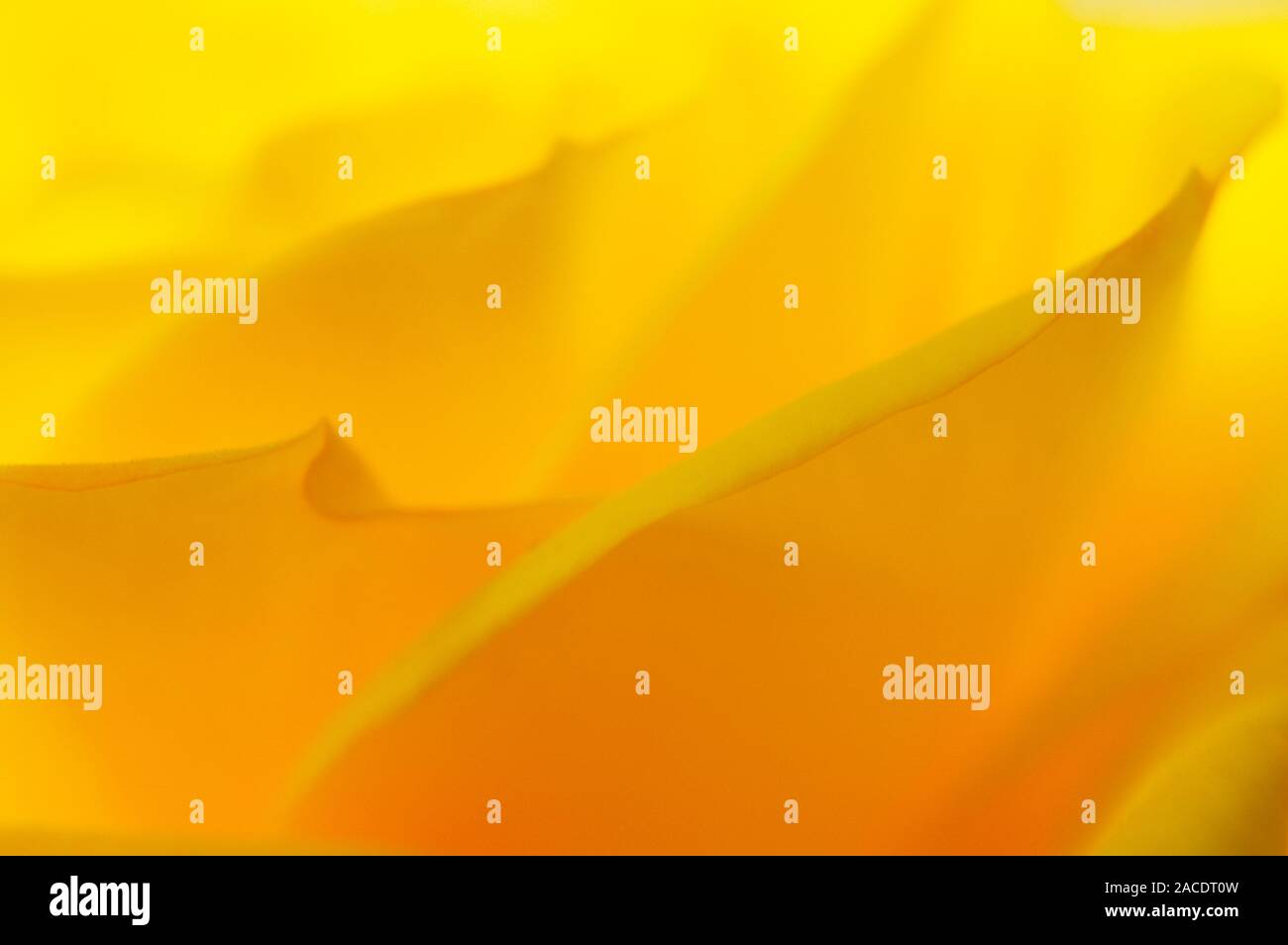 Rose petals. Petal structure of a yellow rose (Rosa sp.). Brightly