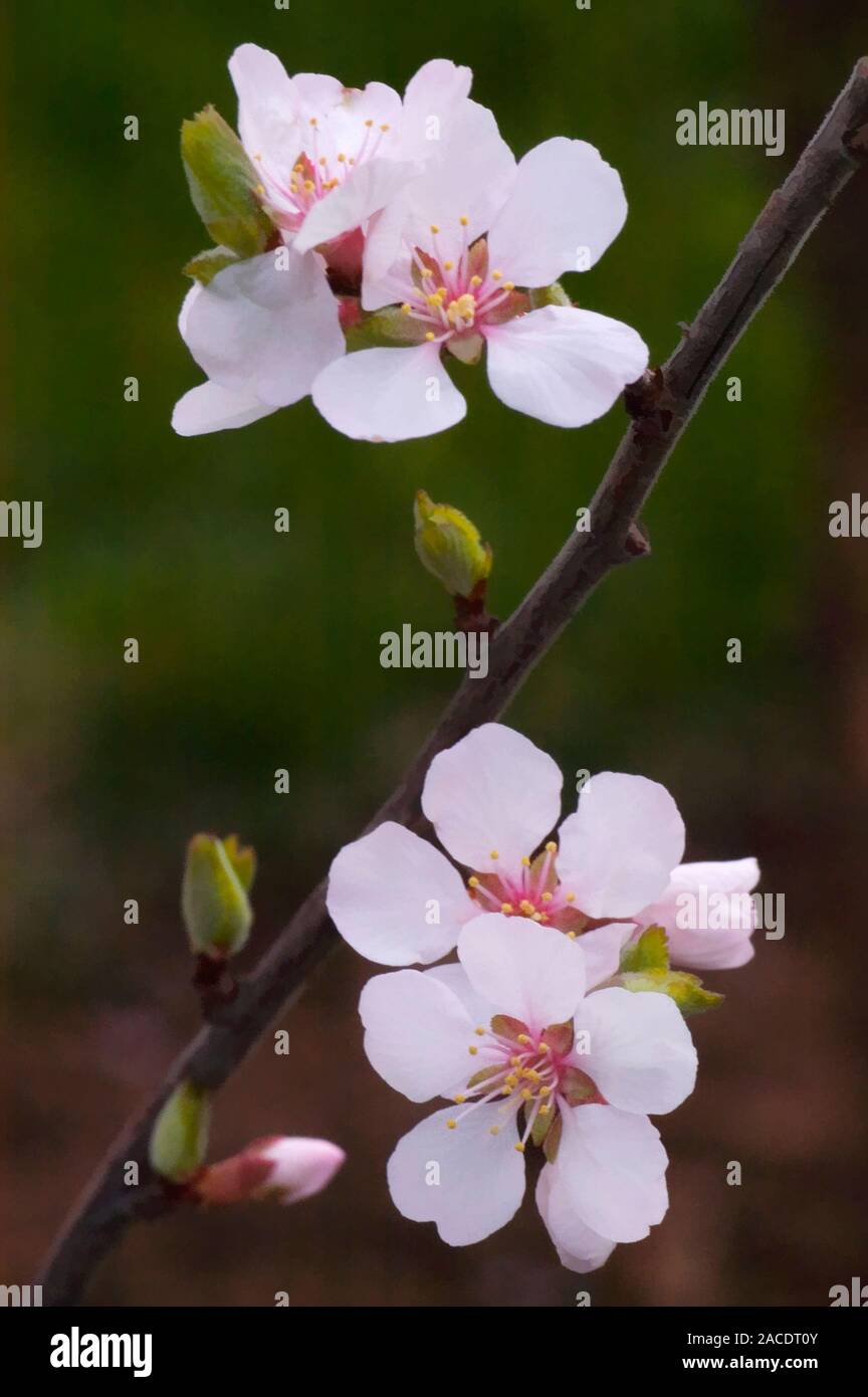 Nanking Bush Cherry – Live Plant Seeds For Growing