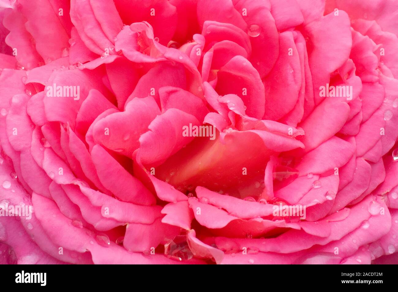 Rose petals. Brightly coloured petals in a flower serve as visual