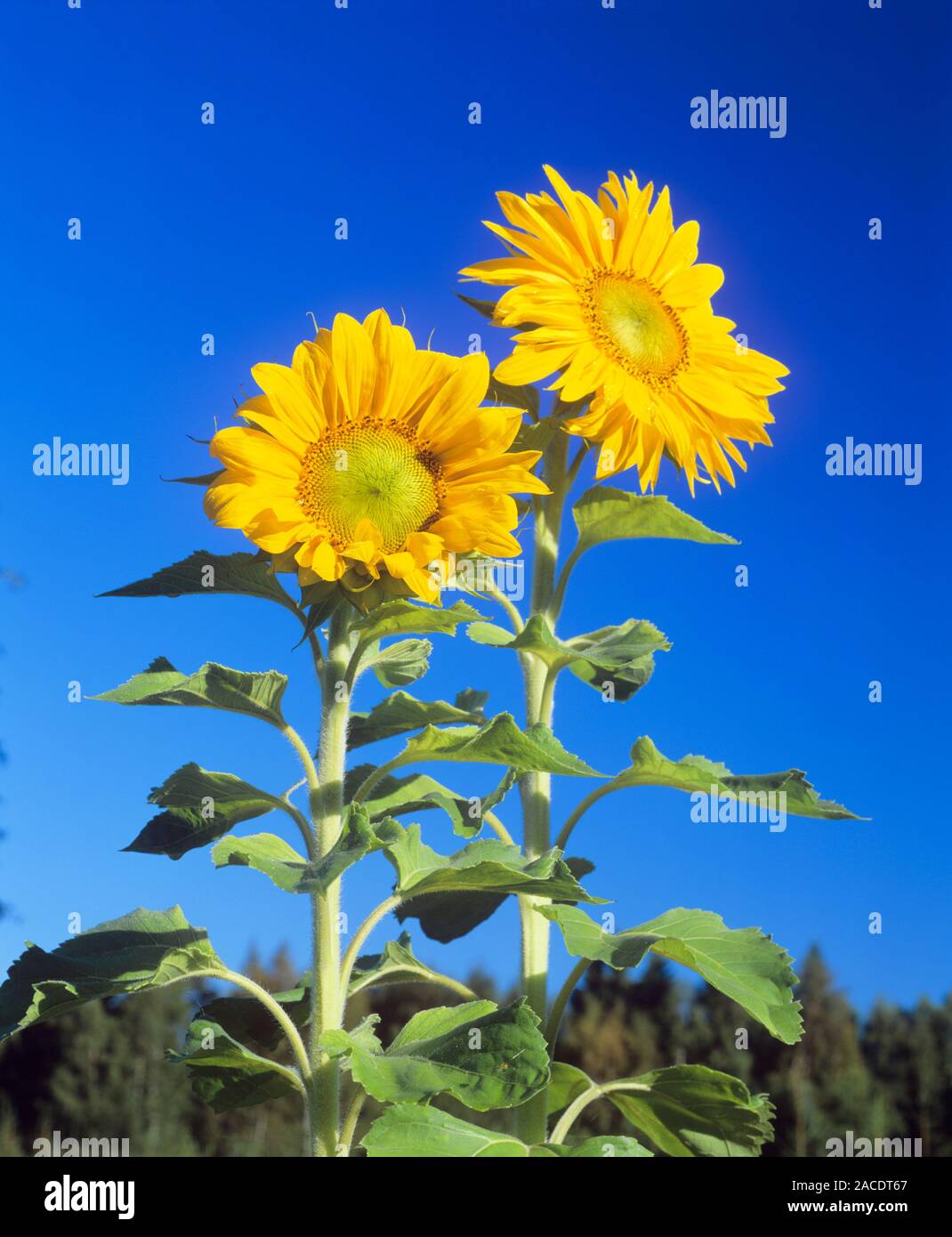 Sunflowers. Two sunflowers (Helianthus sp.) in bloom. Sunflowers are