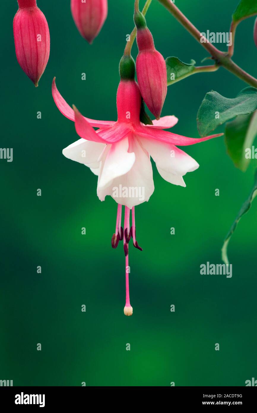 Fuchsia flower (Fuchsia 'Alice Hoffman' Stock Photo - Alamy