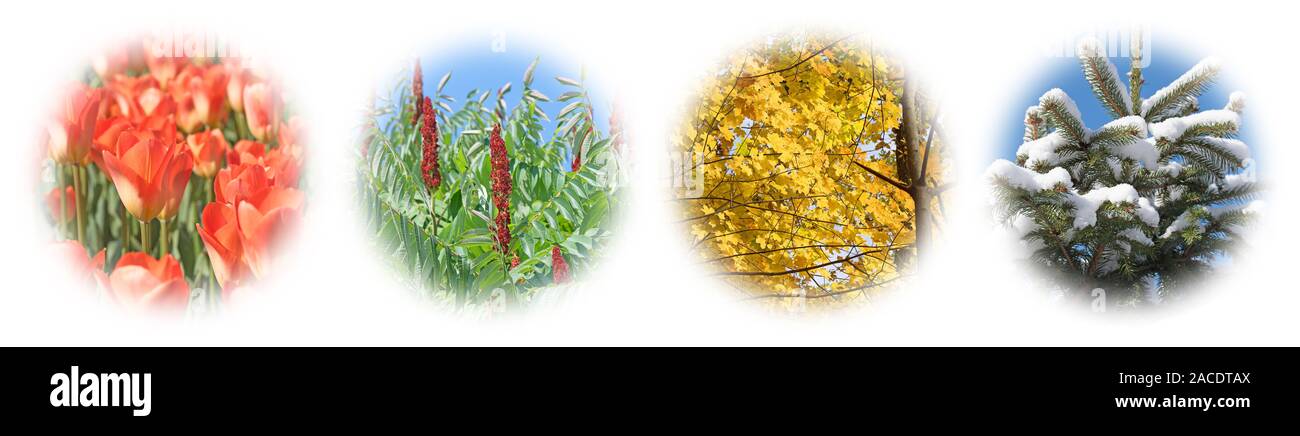 4 seasons collage hi-res stock photography and images - Alamy