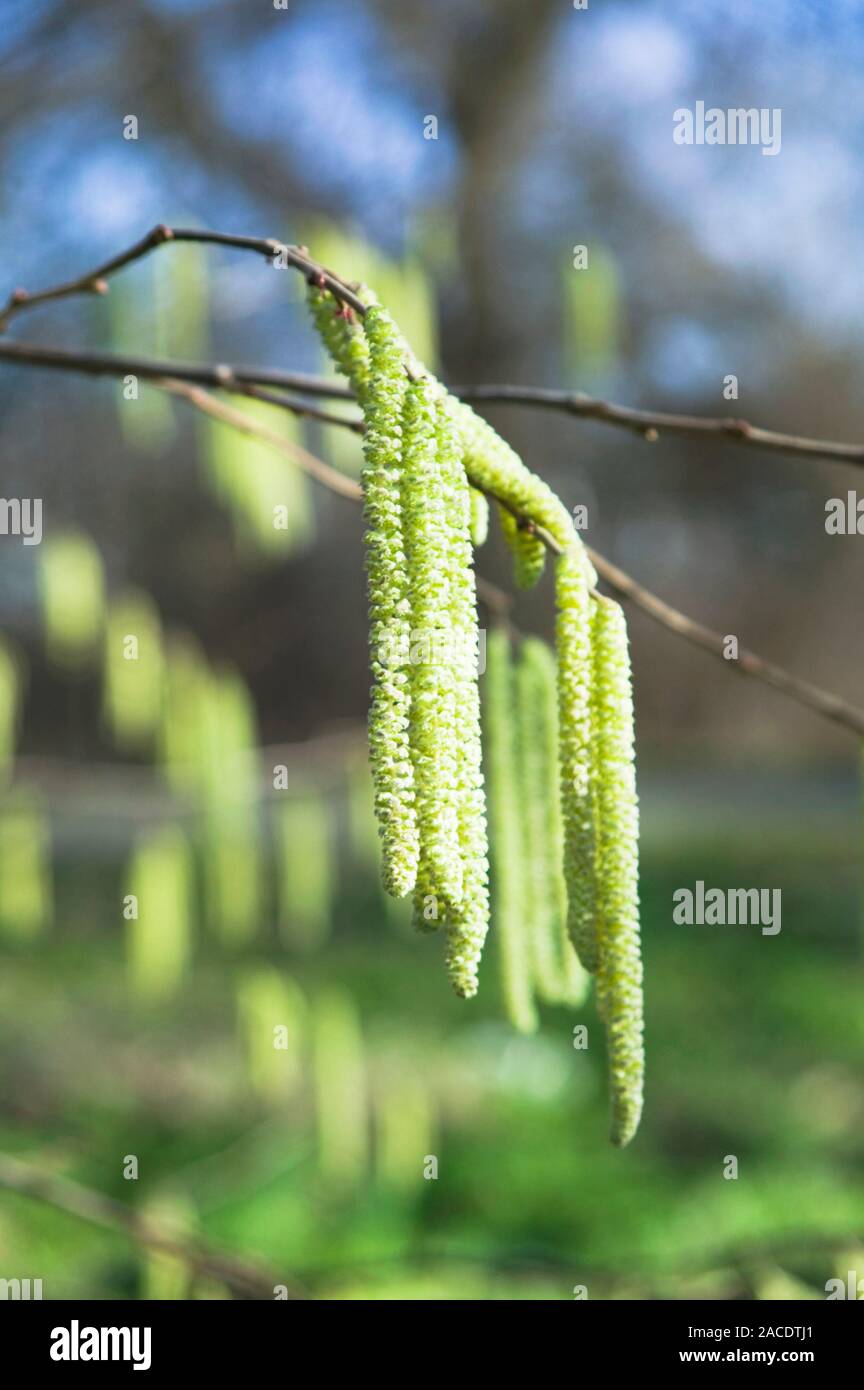 Hazel catkins. Hazel (Corylus sp.) is monoecious, meaning it has