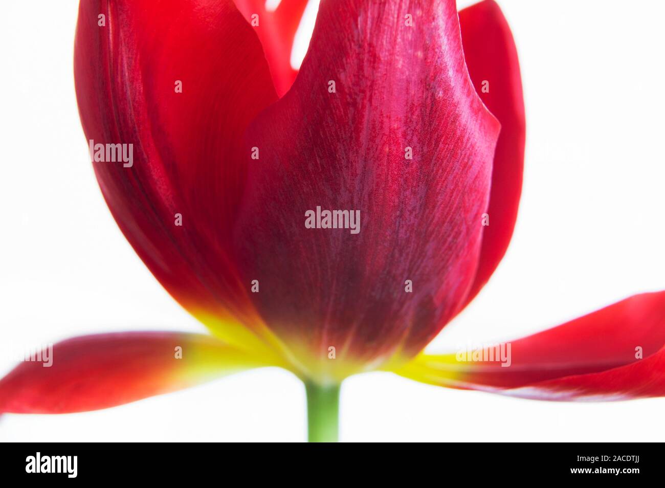 Tulip (Tulipa sp Stock Photo - Alamy