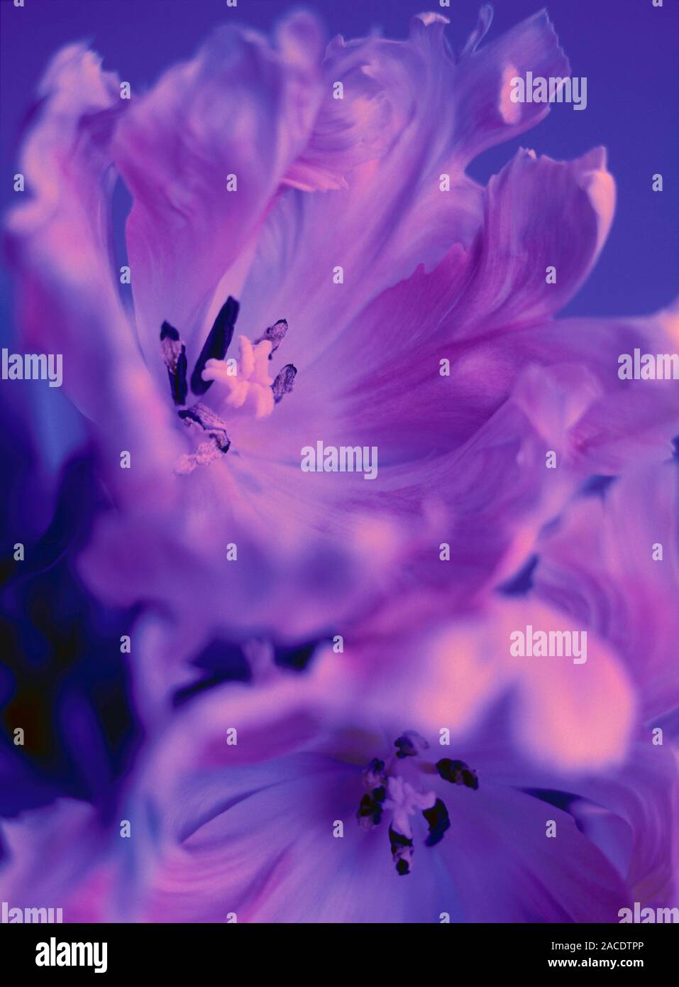 Tulip flowers (Tulipa sp Stock Photo - Alamy
