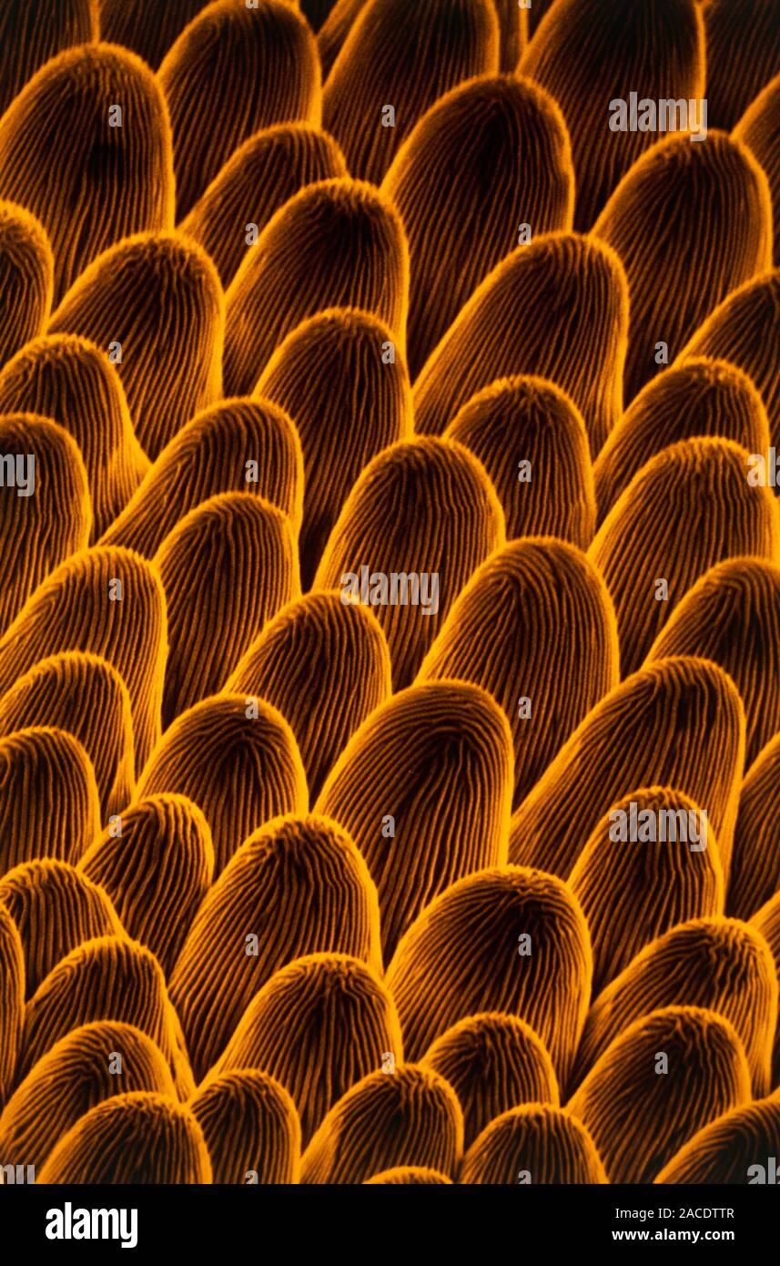 False-colour scanning electron micrograph (SEM) of the petal of a ...