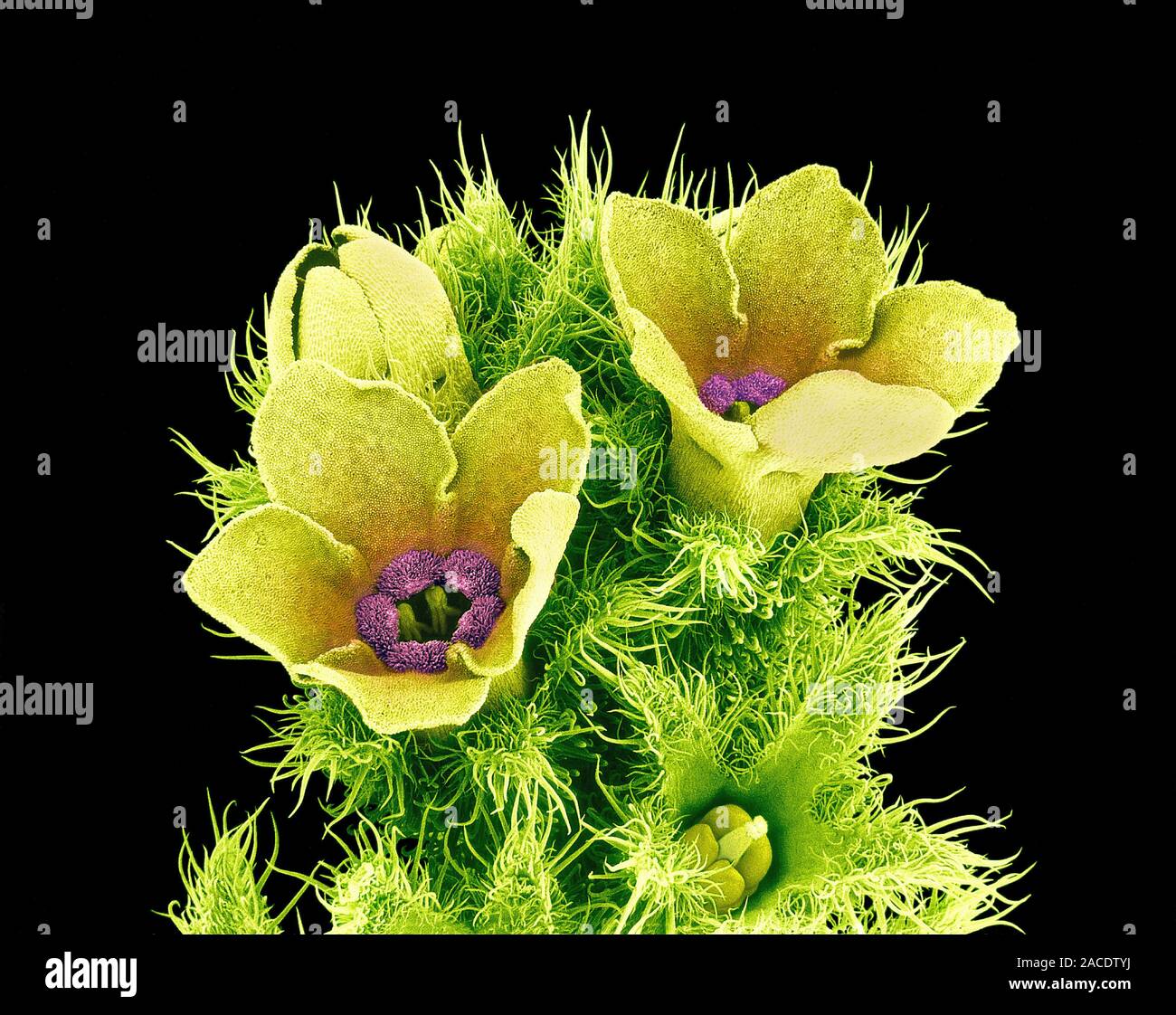 Flowers. Coloured scanning electron micrograph (SEM) of unidentified ...