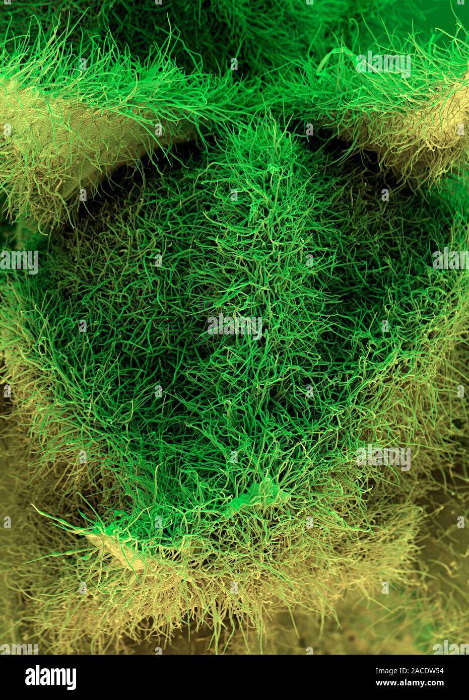 Marshmallow flower. Coloured scanning electron micrograph (SEM) of a