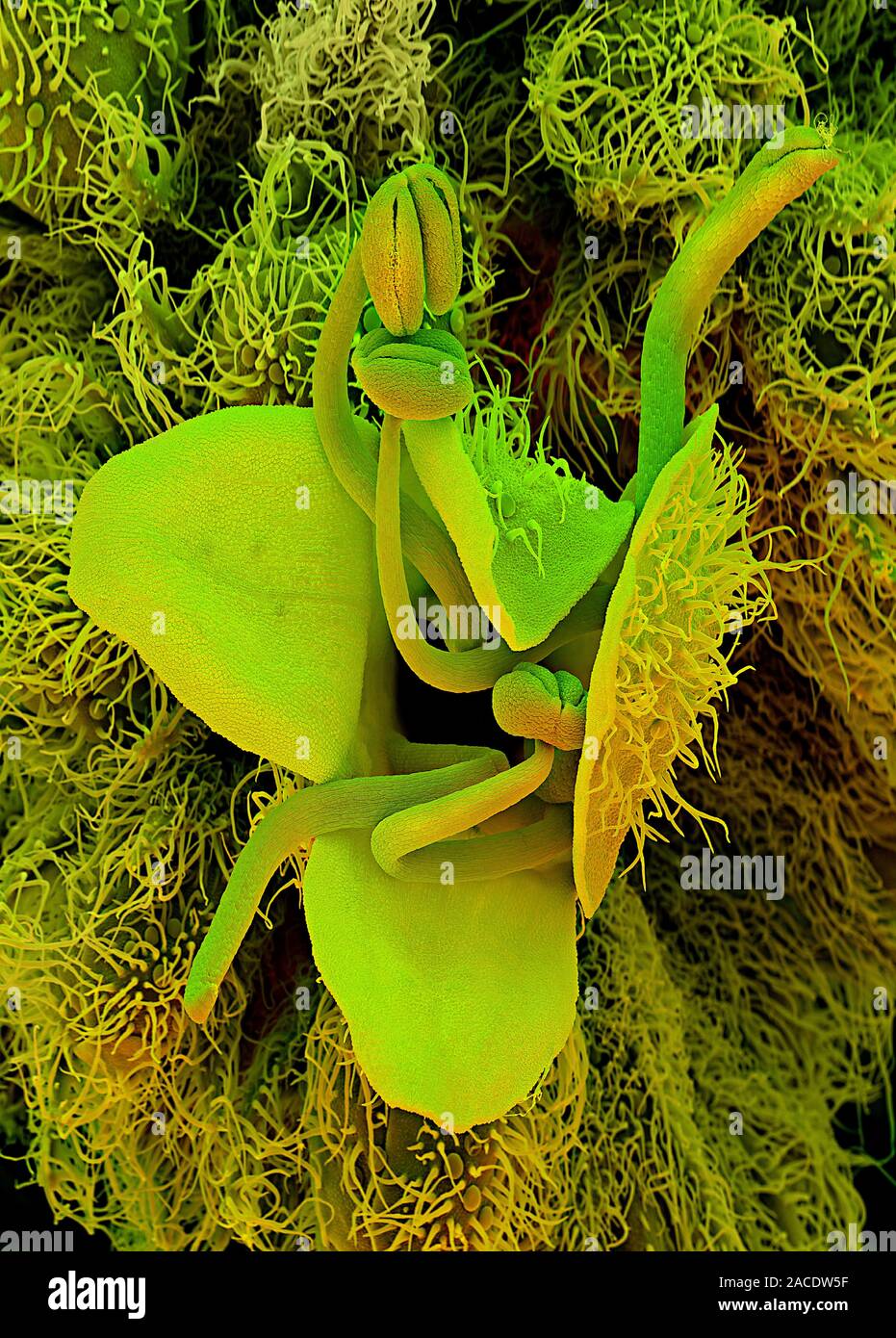 Rosemary (Rosmarinus officinalis). Coloured scanning electron