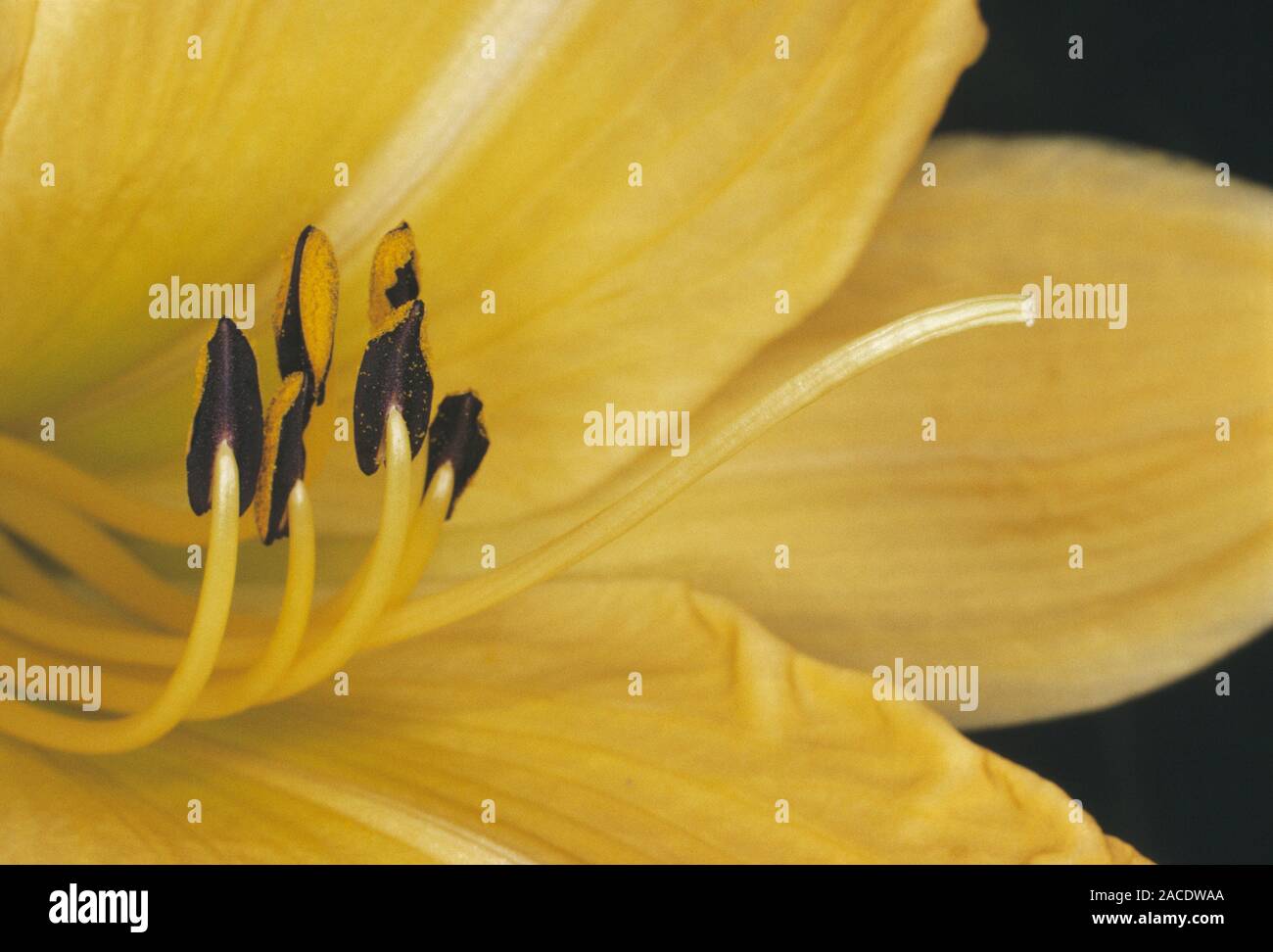 Lily flower stamens and carpel. Macrophotograph of the male (stamen