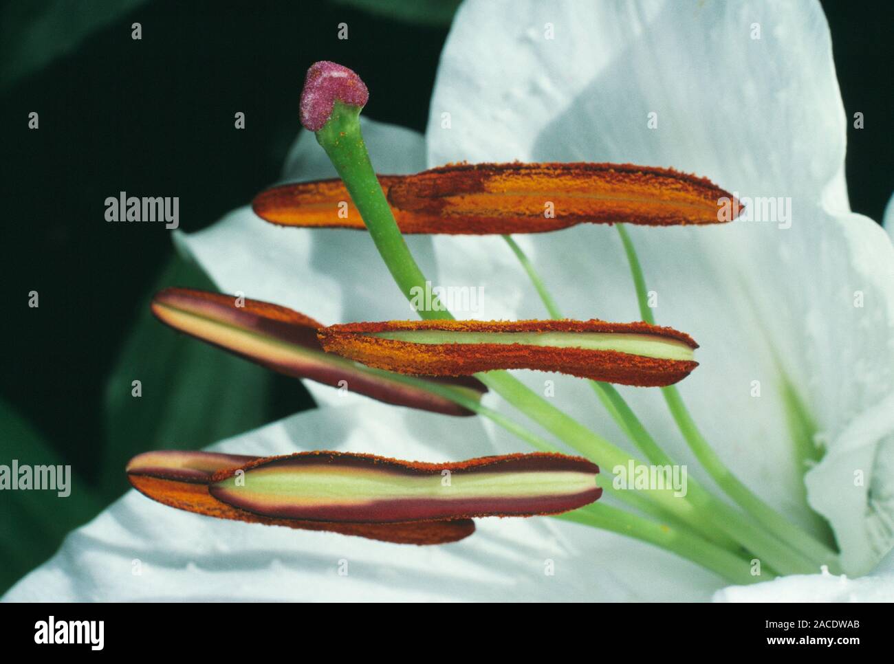 Lily flower stamens and carpel. Macrophotograph of the male (stamen