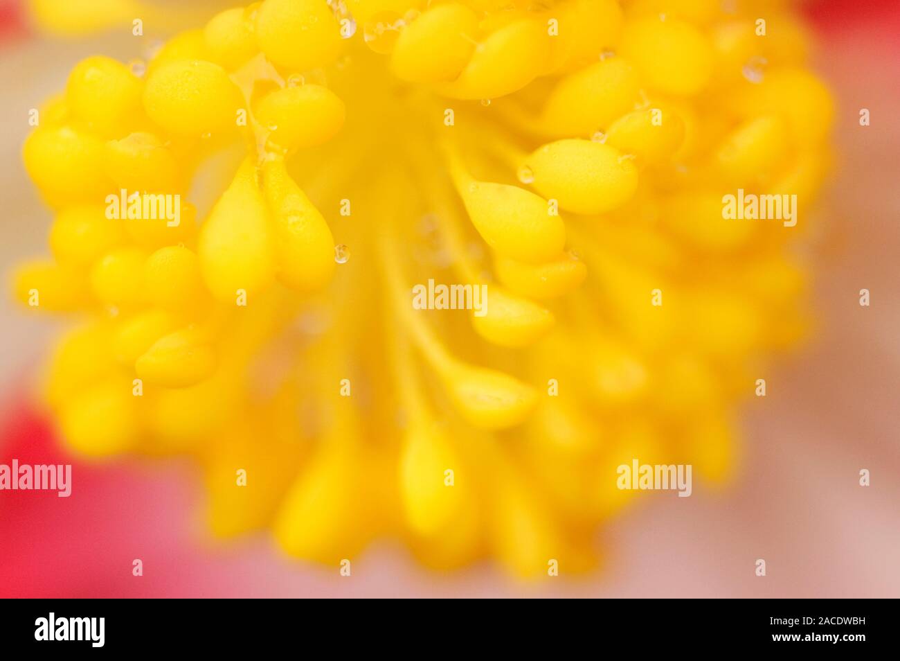 Begonia stamens on the staminate (male) flower of Begonia tuberosa
