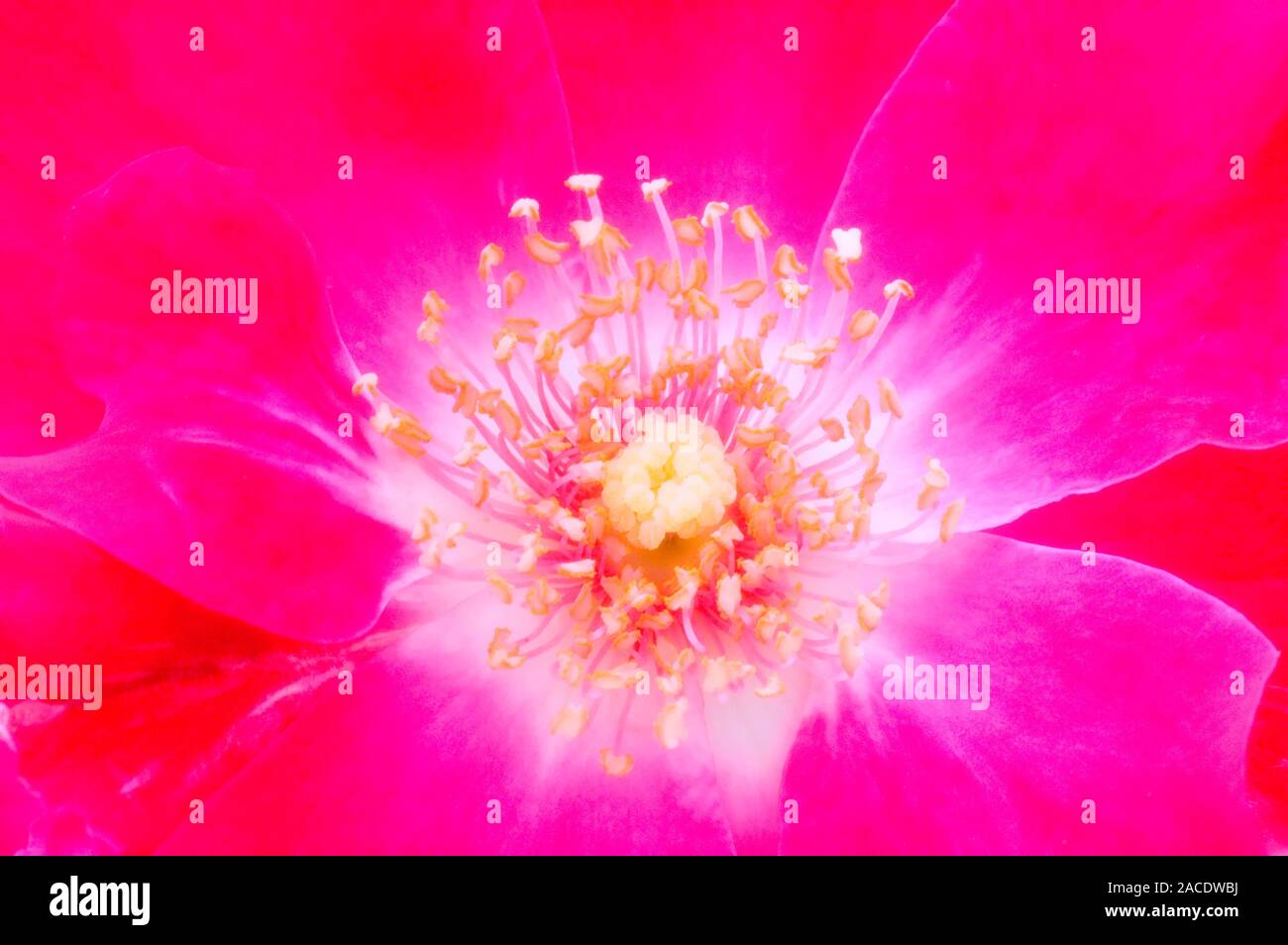 Reproductive parts of a garden rose flower (Rosa sp.). At the centre