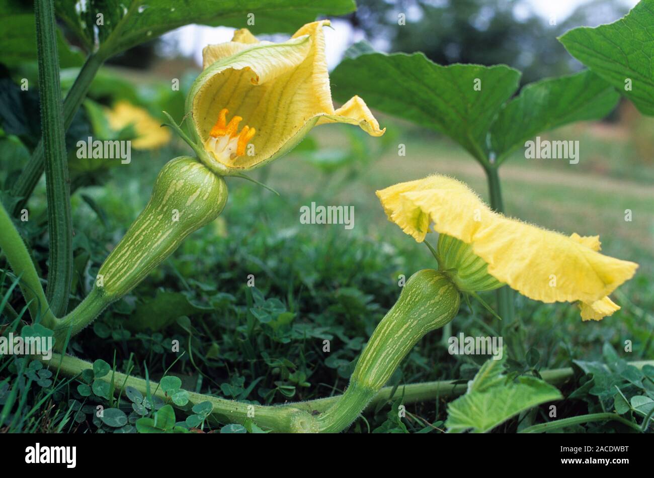 Female butternut squash flowers (Cucurbita moschata). Cut away view of