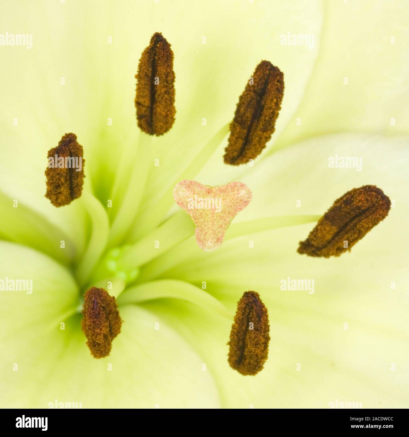 Lily flower reproduction (Lilium sp.). The male part of the flower consists of the stamens which