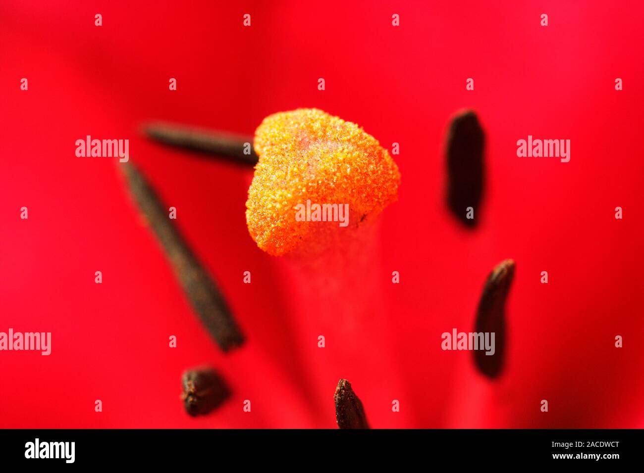 Lily flower reproduction (Lilium sp. The male part of the flower