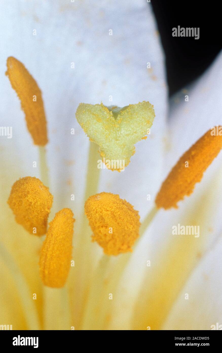 Lily flower reproduction. Reproductive parts of a lily flower (Lilium