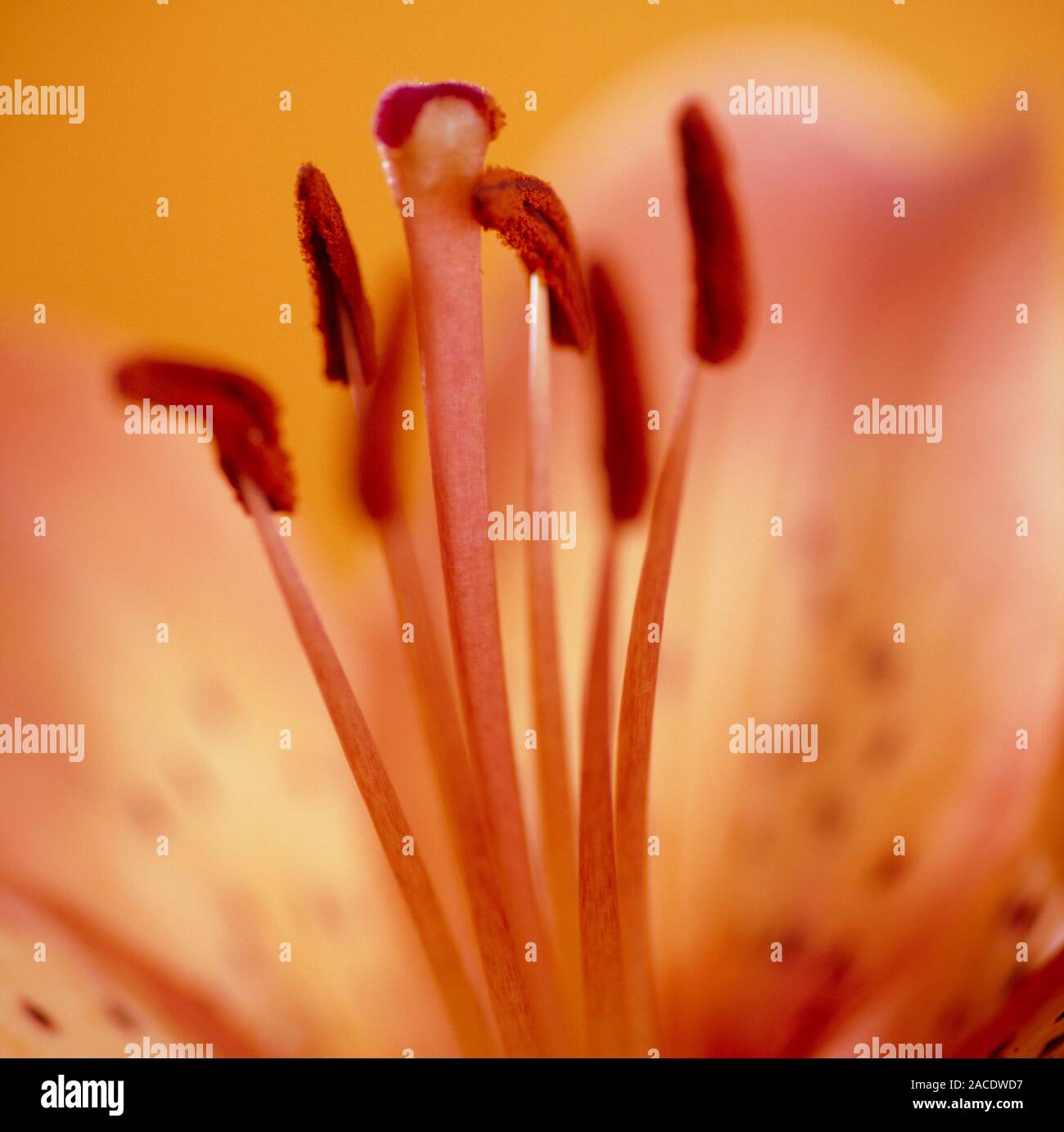 Lily flower reproduction. Reproductive parts of a lily flower (Lilium