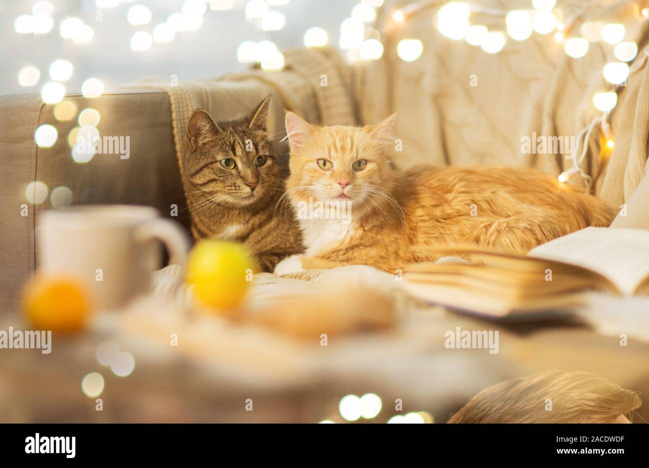 Two cats on the sofa hi-res stock photography and images - Alamy