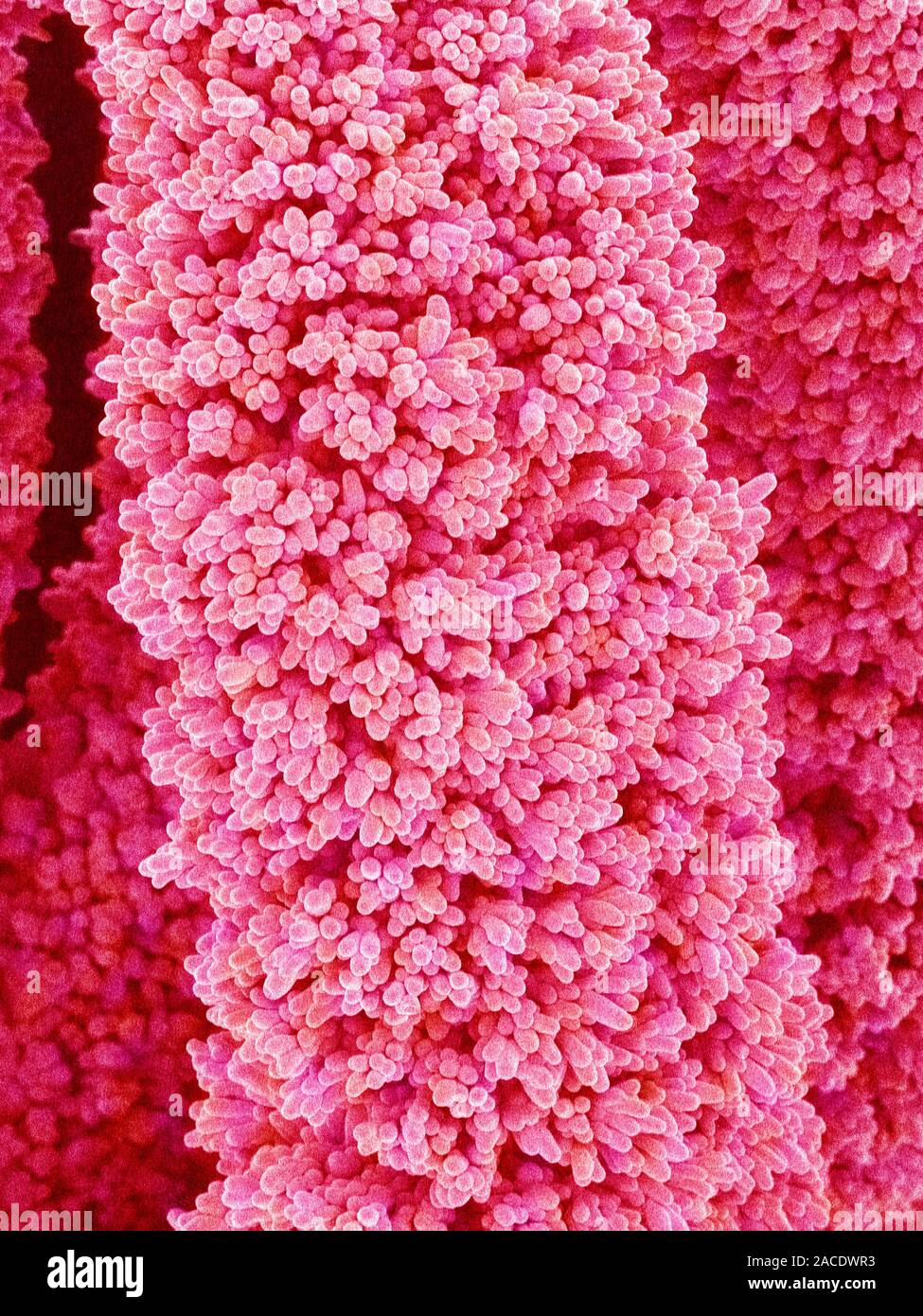 Cactus flower pistil, coloured scanning electron micrograph (SEM ...