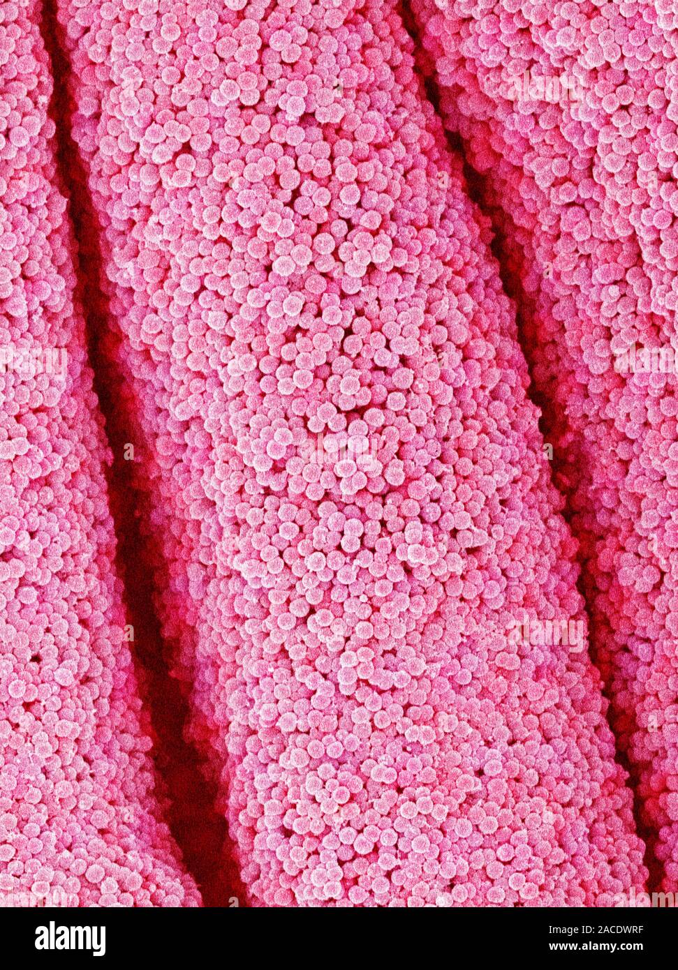 Cactus flower pistil. Coloured scanning electron micrograph (SEM) of a ...