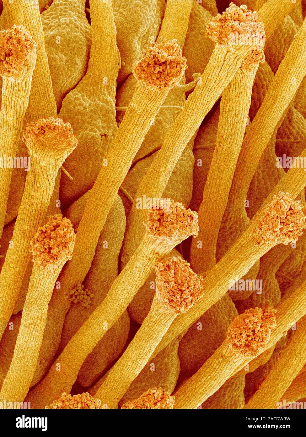 Pistil of a flower. Coloured scanning electron micrograph (SEM) of part ...